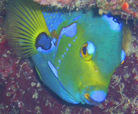 Guanaja Island diving photos by Roy Small.
