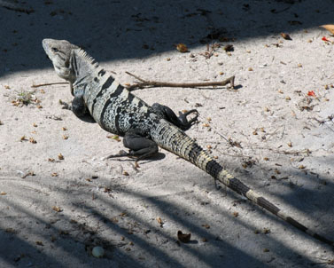 Blackbird Caye Resort, Belize diving, Belize dive vacations, Belize snorkeling, Belize scuba diving