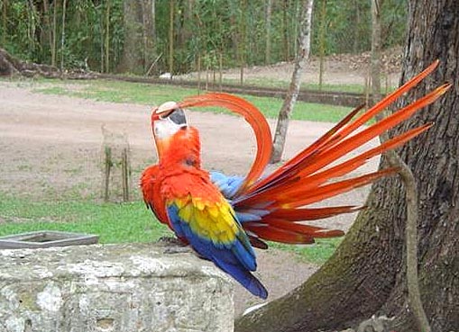 Copan Ruins, Honduras Highlands.