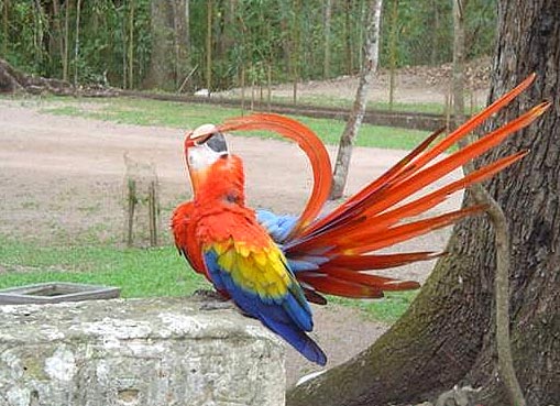 Copan Ruins, Honduras Highlands.