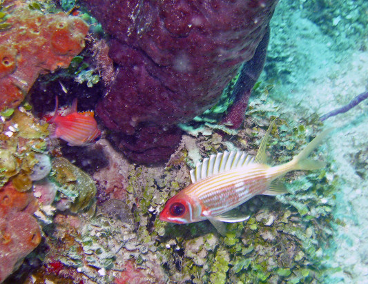 Guanaja Island diving photos by Roy Small.