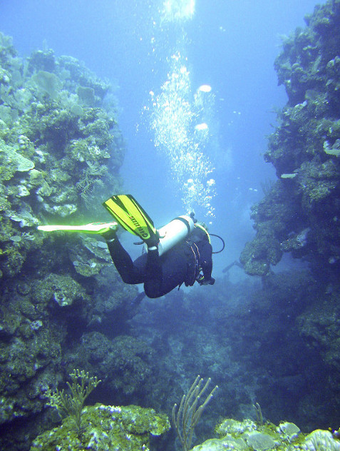 Guanaja Island diving photos by Roy Small.