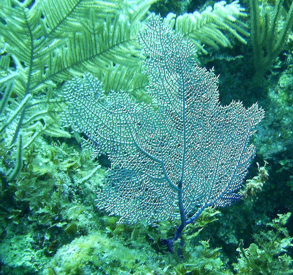 Guanaja Island diving photos by Roy Small.