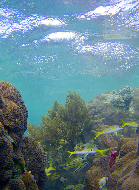 Guanaja Island diving photos by Roy Small.