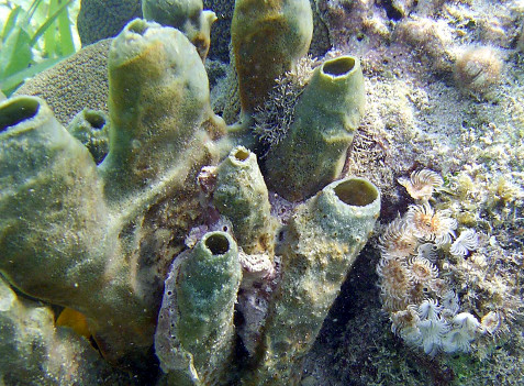 Guanaja Island diving photos by Roy Small.