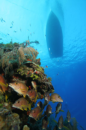 Little Cayman, Bloody Bay Wall, Little Cayman Beach Resort, Cayman Brac, Brac Reef Beach Resort, Cayman Islands, Little Cayman diving, Cayman diving, Cayman Islands vacation, Cayman Islands resorts