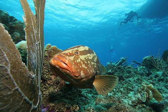 Little Cayman, Bloody Bay Wall, Little Cayman Beach Resort, Cayman Brac, Brac Reef Beach Resort, Cayman Islands, Little Cayman diving, Cayman diving, Cayman Islands vacation, Cayman Islands resorts