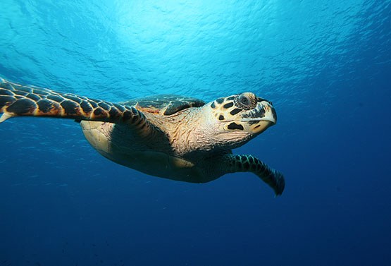 Little Cayman, Bloody Bay Wall, Little Cayman Beach Resort, Cayman Brac, Brac Reef Beach Resort, Cayman Islands, Little Cayman diving, Cayman diving, Cayman Islands vacation, Cayman Islands resorts