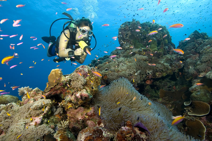 Yap, Yap dive vacation, Yap vacation, Yap diving, Yap scuba diving, Yap resorts, Manta Ray Bay, Manta Ray Bay Hotel, manta rays