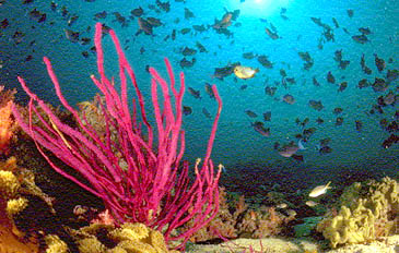 U.S. Dive Travel, eco-tours, Molokai Lodge, Tahiti Aggressor, Tobago