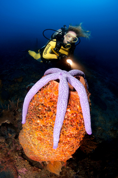 scuba diving, snorkeling trips.