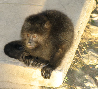 Tikal Ruins, howler monkey, San Ignacio, Belize eco-tour, Belize eco-tours, Belize vacation