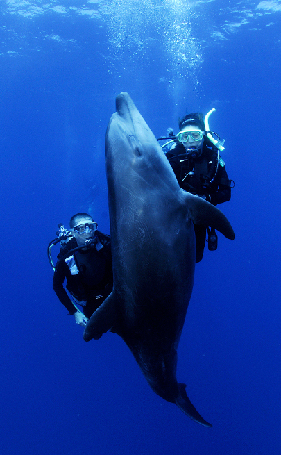 snorkeling, scuba diving, scuba