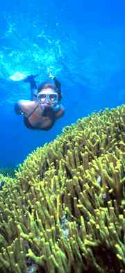 Yap, Yap dive vacation, Yap vacation, Yap diving, Yap scuba diving, Yap resorts, Manta Ray Bay, Manta Ray Bay Hotel, manta rays